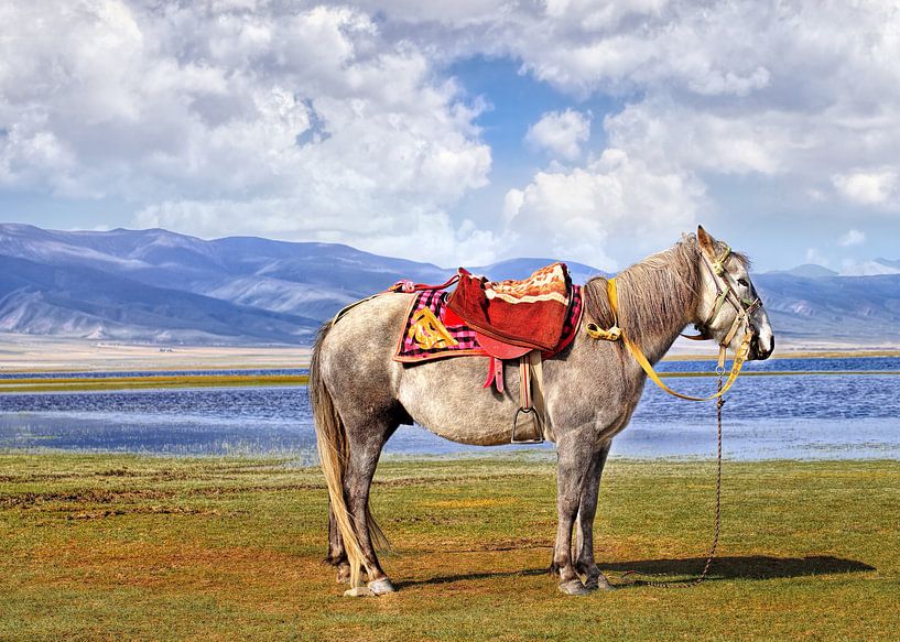 cheval tibétain à la région montagneuse près du lac Qinghai par Tony Vingerhoets