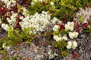 Felsenblumen und Moose in Norwegen