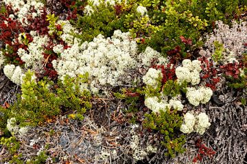 Rock flowers and mosses in Norway