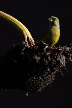 Verdier sur tournesol sur Danny Slijfer Natuurfotografie