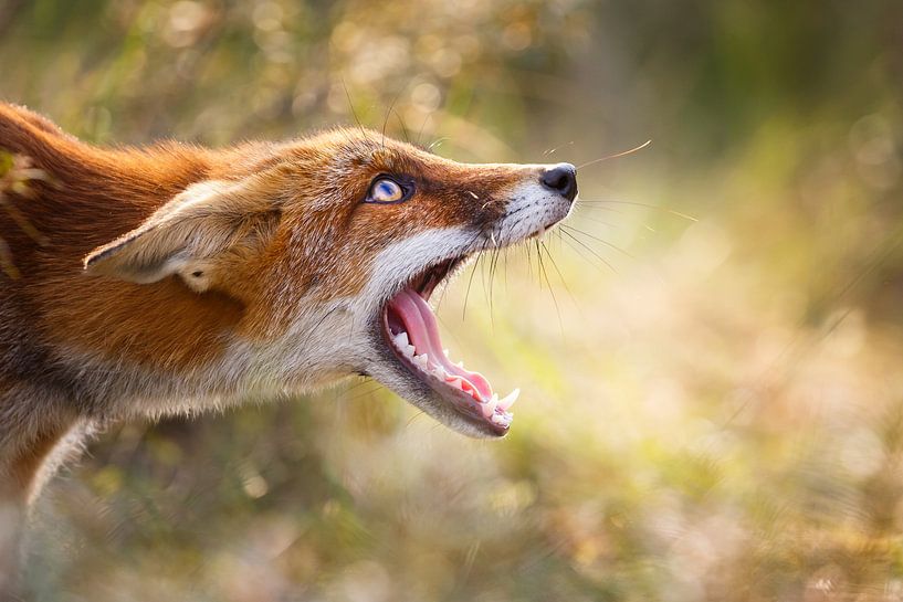 Freaky Fox par Pim Leijen