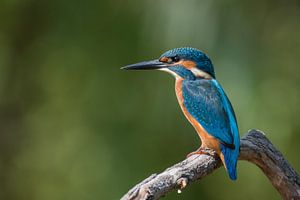 ijsvogel sur Jan Heijmans