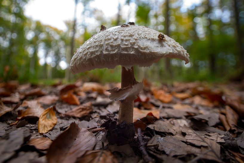 Parasol Pilz wächst auf dem Boden eines Laubwaldes im Herbst von Mario Plechaty Photography