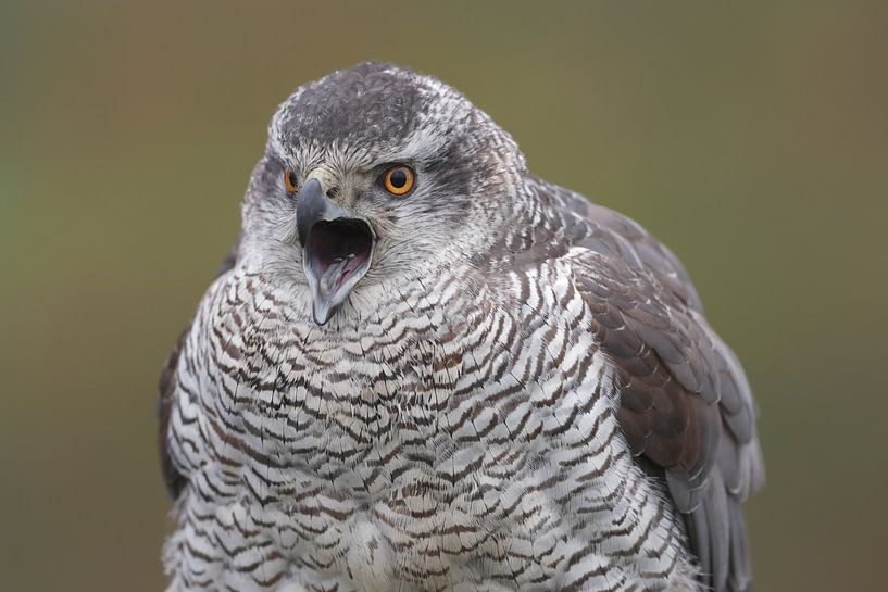 Northern Goshawk (Accipiter gentilis) by Ronald Pol