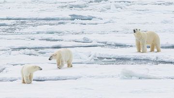 Bellowing male Polar Bear gets no attention from female by Lennart Verheuvel