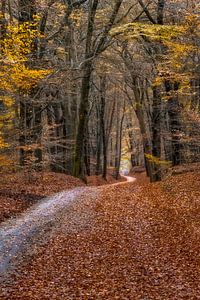 Suivez le chemin à travers la forêt d'automne