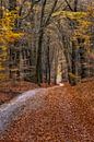Folgen Sie dem Weg durch den Herbstwald von Dennisart Fotografie Miniaturansicht