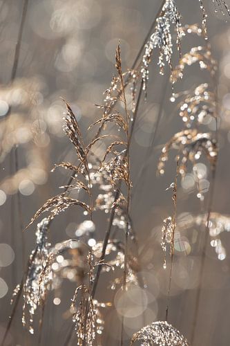 L'or et l'argent, l'art des plumes de canne