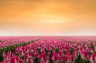 Tulpen in de vroege ochtendzon van Gerda Holla thumbnail
