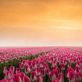 Tulips in the early morning sun by Gerda Holla