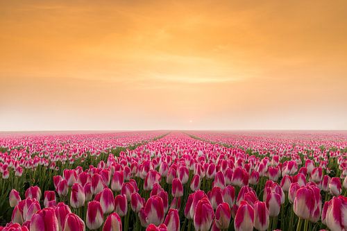 Tulips in the early morning sun by Gerda Holla