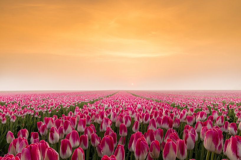 Tulpen in de vroege ochtendzon van Gerda Holla