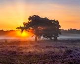 Sonnenaufgang, die Hoorneboegse Heide von Anthony Trabano Miniaturansicht