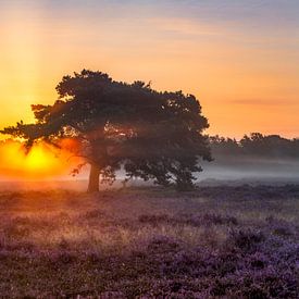 Sonnenaufgang, die Hoorneboegse Heide von Anthony Trabano