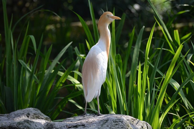 Koereiger in zonlicht bij Kuala Lumpur Bird Park van Minimalistiche reisfotografie by.Rieneke