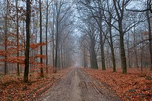 Ein nebliger Herbstmorgen Ende November