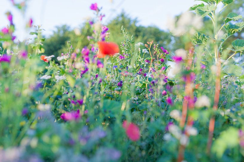 Wilde Sommerblumen auf einem Feld bei Gewande 01 von FotoDennis.com | Werk op de Muur