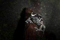 tropische gifpijl kikker