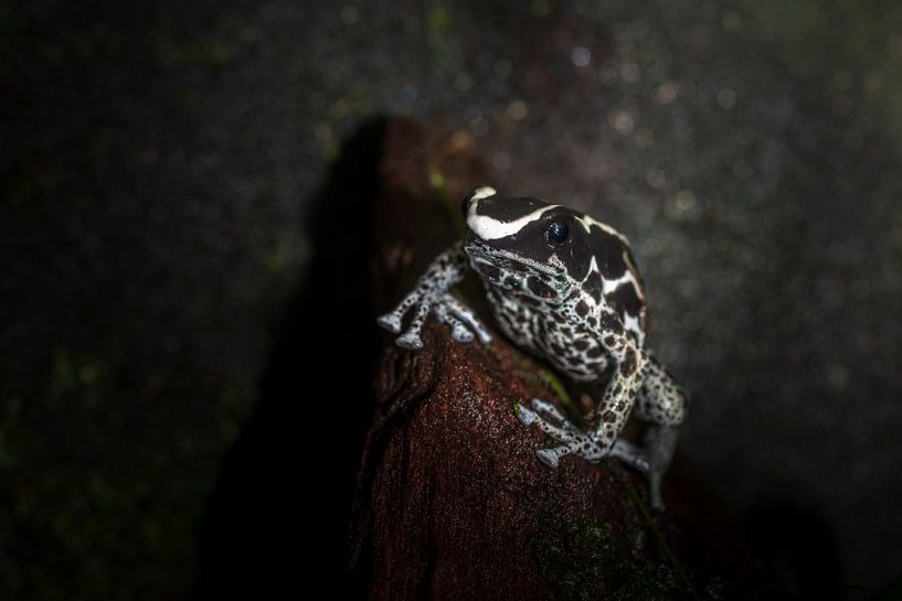 tropische gifpijl kikker by Desirée Couwenberg