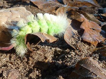 Rups sur Ad Steenbergen