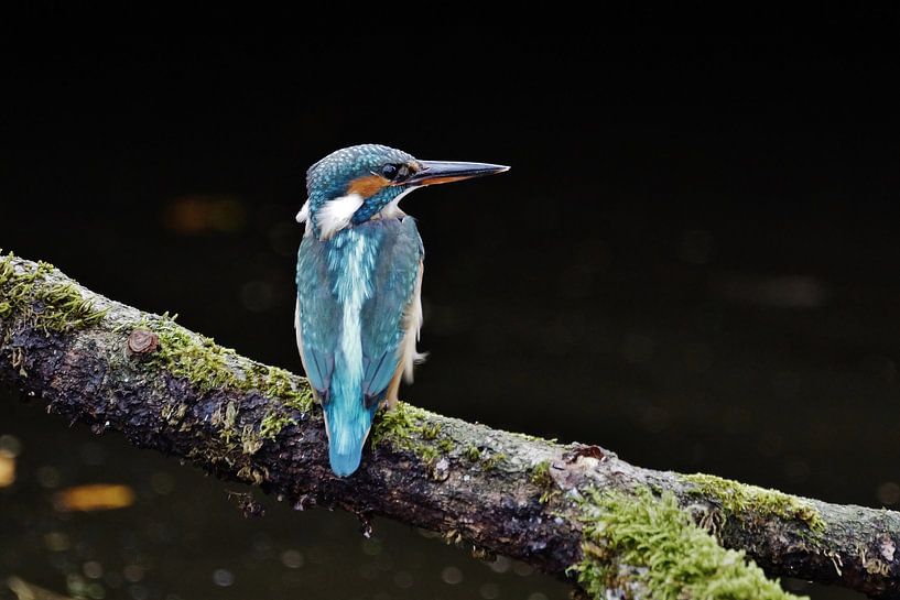 Ijsvogel met zwarte achtergrond by Jan van Vreede