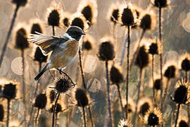 Männliches Schwarzkehlchen (Saxicola rubicola) von Beschermingswerk voor aan uw muur