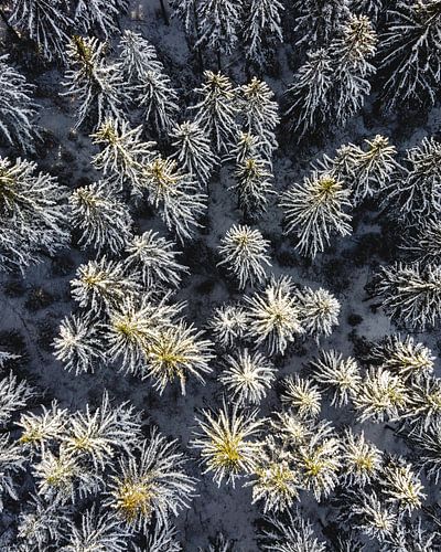 Épicéas des neiges