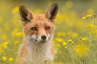 Among the yellow flowers.