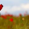 Poppies by Anne Seltmann