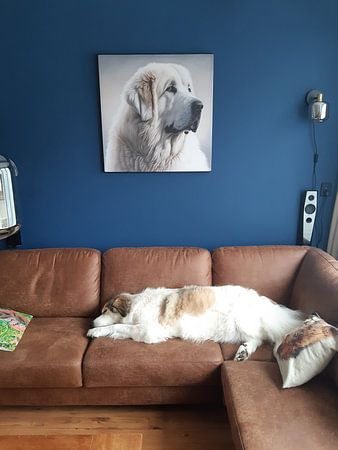 characteristic head of a Pyrenean Mountain Dog