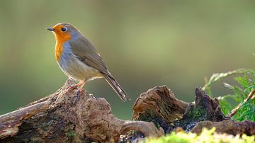Robins von Sabrina de Vries