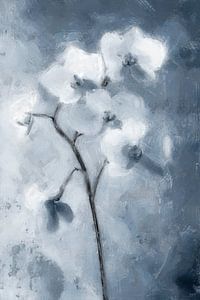 Weiße Orchidee | Blau