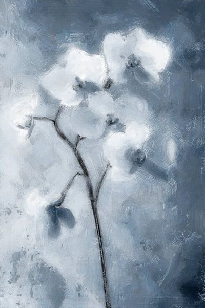 Witte Orchidee | Blauw van Kanzo