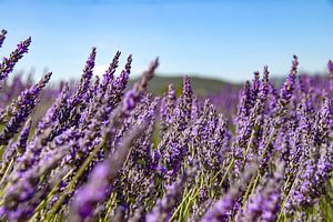 Der Lavende blüht in der Drôme