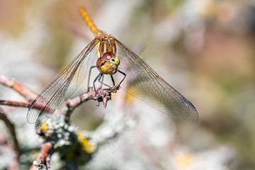 Dragonflies on a branch with soft background (reddish brown heidelibelle)