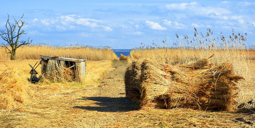 Reet-Ernte am Saaler Bodden - Ostsee von Gisela Scheffbuch