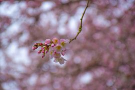 Sakura - a new spring
