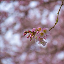 Sakura - a new spring by Ingrid de Vos - Boom