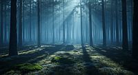 Fluisterlicht in het nevelwoud - bosmagie in het zonlicht