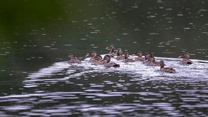 Wildenten auf einem Moor in den Wäldern von Oisterwijk