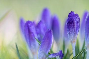 Crocus violet avec gouttes de rosée