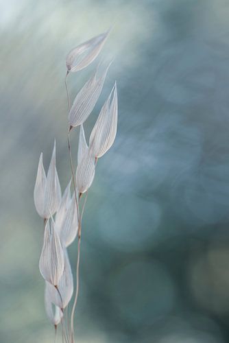 Gelassenheit von Christl Deckx