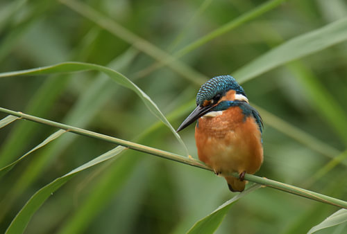 Eisvogel im Schilf