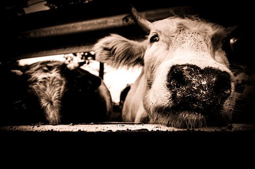 Een koe neemt een kijkje