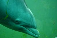 dolphin