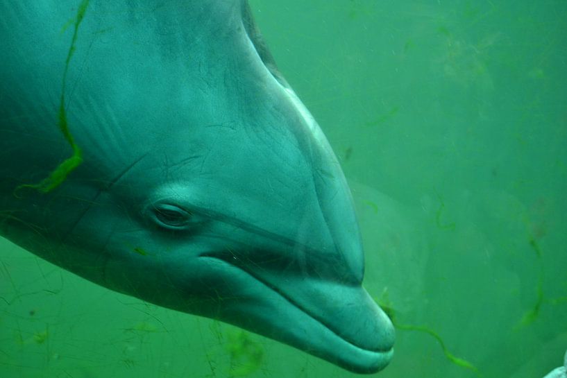 dolphin by Michel Aalders