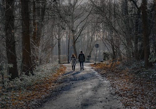Auf dem Weg in den Wald