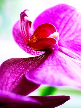 Purple Orchid van Carol Maarsen