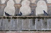 Pigeons on an ancient wall in Ravello on the Amalfi Coast