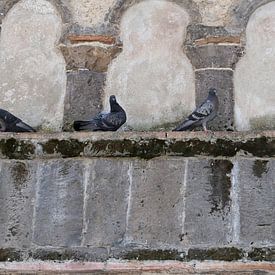 Pigeons sur un vieux mur à Ravello sur la côte amalfitaine sur Annelies van der Vliet